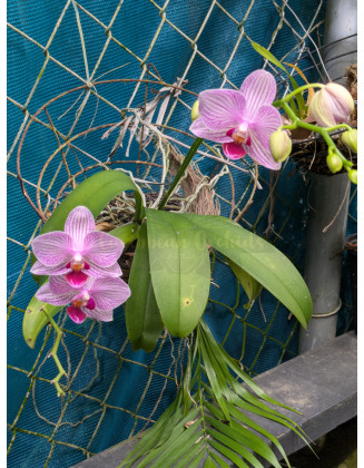 Phalaenopsis Power Grower Pack Fertilizer