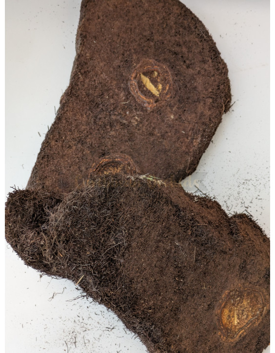 Fern Chops for Orchids -  Chuleton de Camarronsillo Orchids