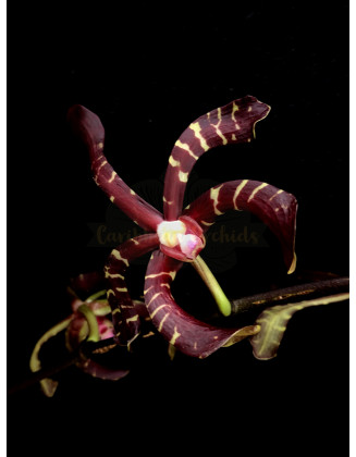 Arachnis Maroon
