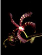 Arachnis Maroon