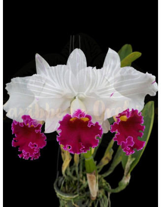Cattleya Chong Guu Swan