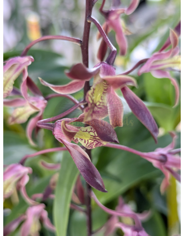 Den. Tiny Twister