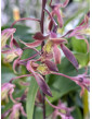 Den. Tiny Twister