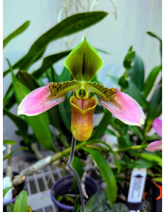 Paphiopedilum appletonianum