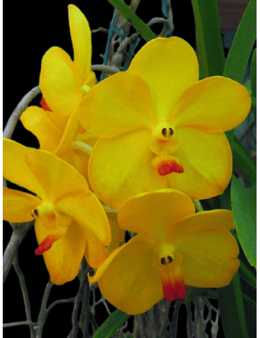 Ascda.Tri Star Gold