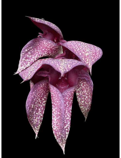 Bulb phalaenopsis x cruentum