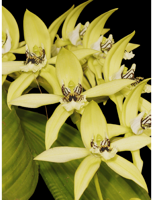 Coelogyne pandurata