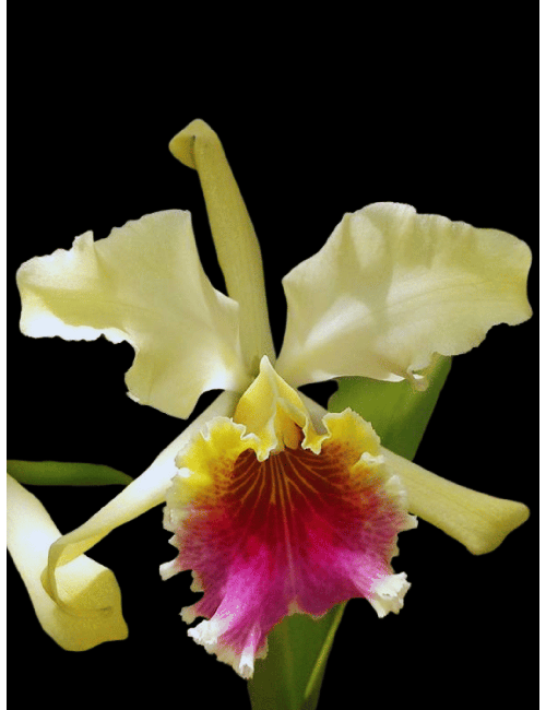 Cattleya Rex