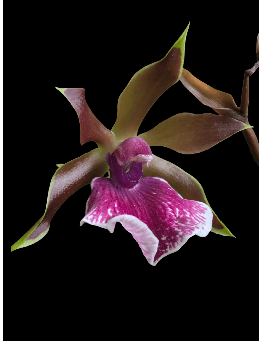 Zglm. Louisendorf ‘Rhein Moonlight’ -Clone-