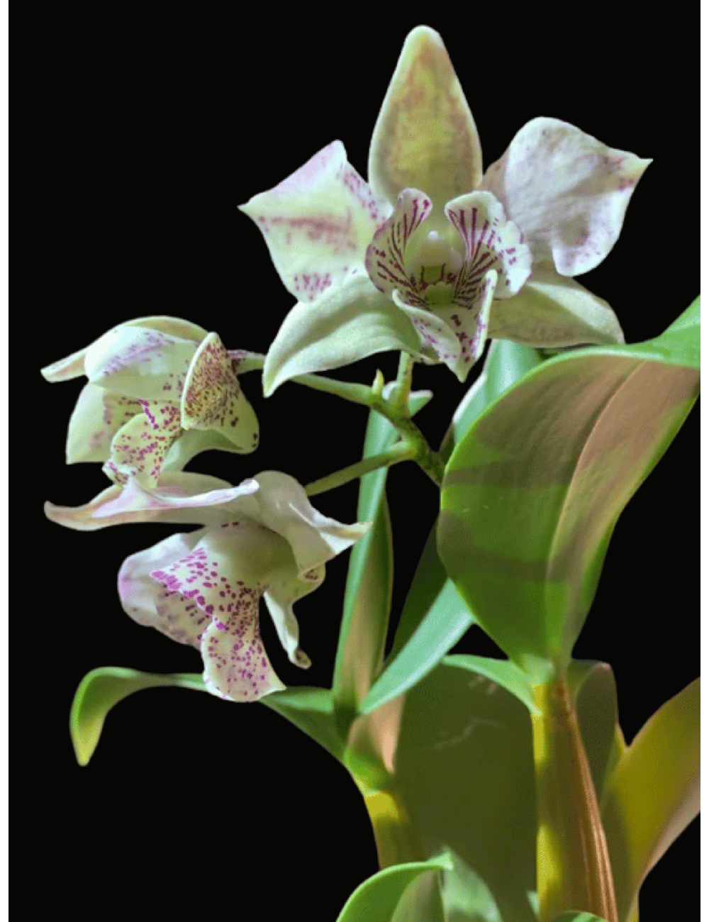 Den. Hawaiian Royal