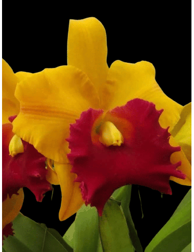 Rlc. Suwannee Delight