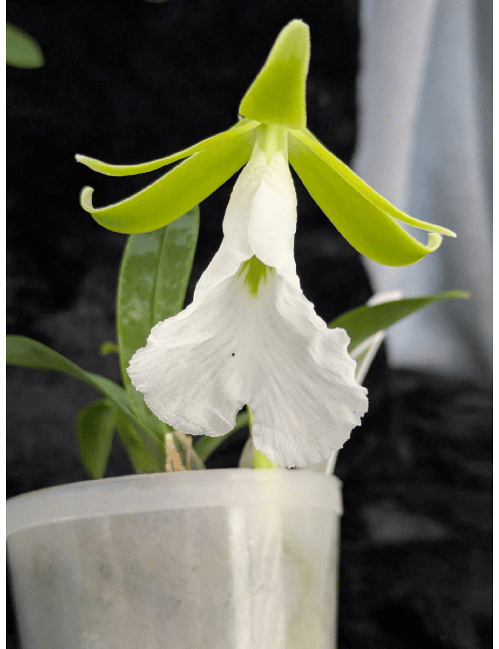 Prosthechea mariae