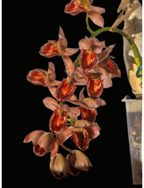 Catasetum Brown-Red