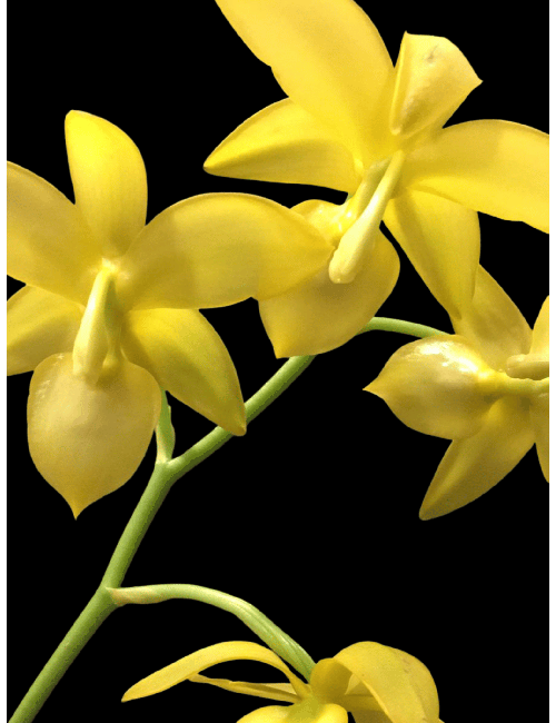 Catasetum Yellow