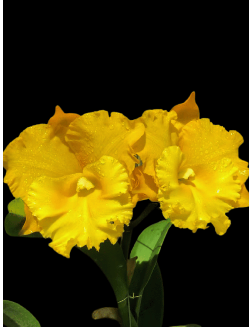 Rlc. Thaksina Gold