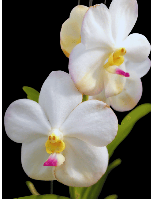 V. Nopporn White Diamond No.717