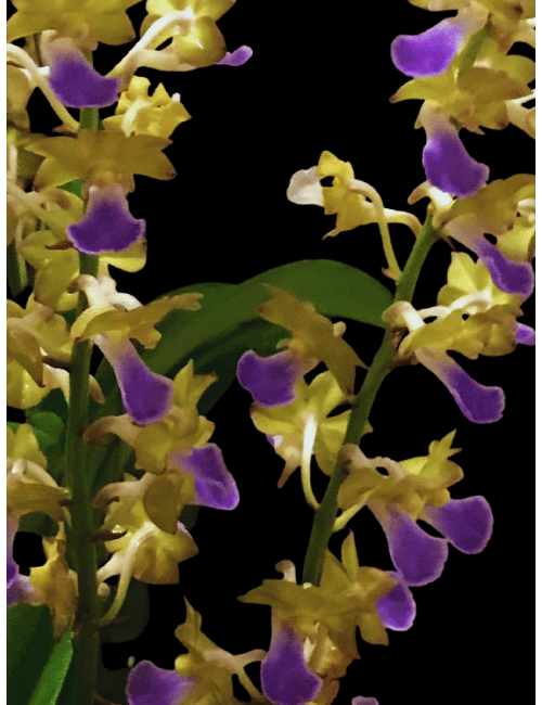 Vandachostylis Thai Noi Jairak