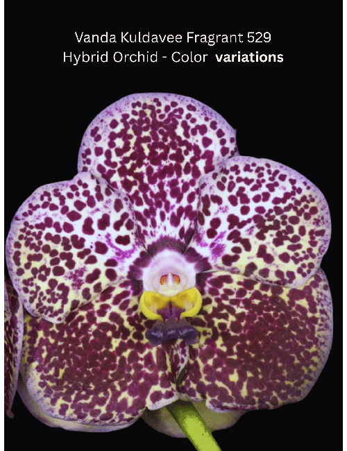 Vanda Kuldavee Fragrant 529