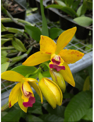 Rth. Netrasiri Starbright Yellow with Red Splashes