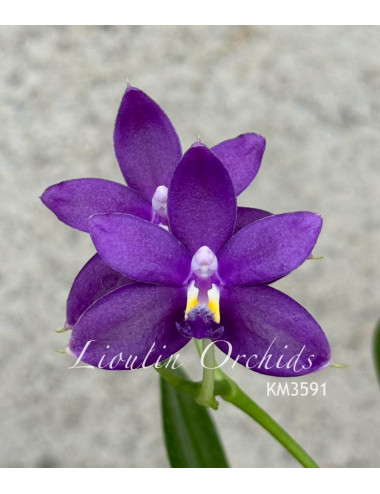 Phal. Jennifer Palermo x Yaphon Pool