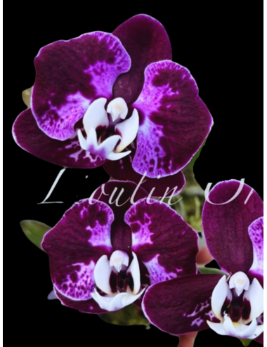 Phal. CX Red Plum