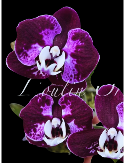 Phal. CX Red Plum
