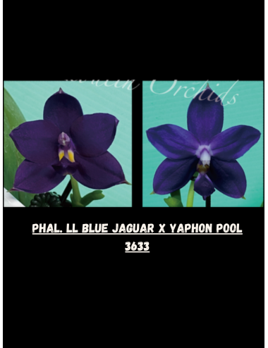 Phal. LL Blue Jaguar x Yaphon Pool