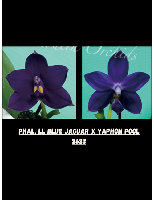 Phal. LL Blue Jaguar x Yaphon Pool