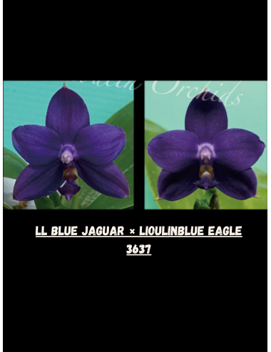 LL Blue Jaguar × Lioulin Blue Eagle
