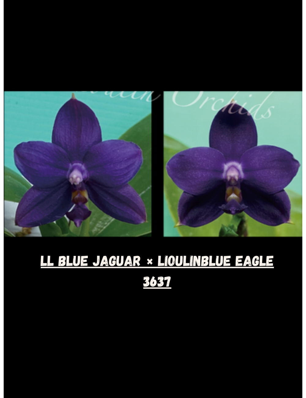 Phal. LL Blue Jaguar × Lioulin Blue Eagle