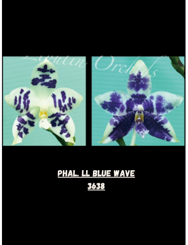 Phal. LL Blue Wave