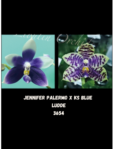 Phal. Jennifer Palermo x KS Blue Ludde