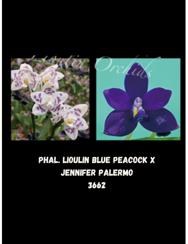 Phal. Lioulin Blue Peacock x Jennifer Palermo