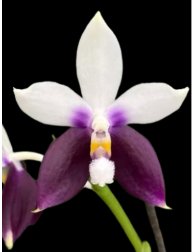 Phal. Lioulin Blue Jenny x sib