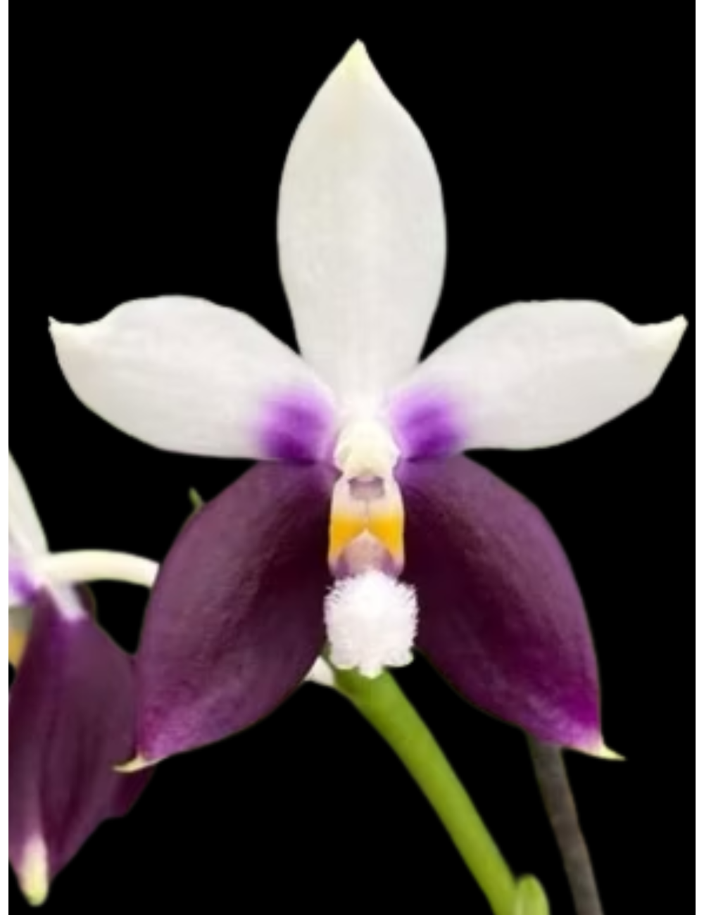 Phal. Lioulin Blue Jenny x sib