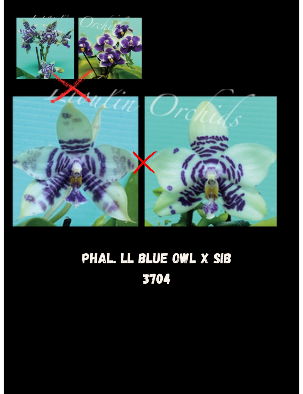 Phal. LL Blue Owl X sib