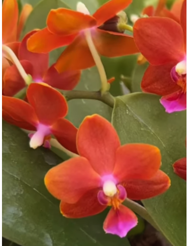 Phal. Happy Fan Sir Tying Shin Golden Eagle