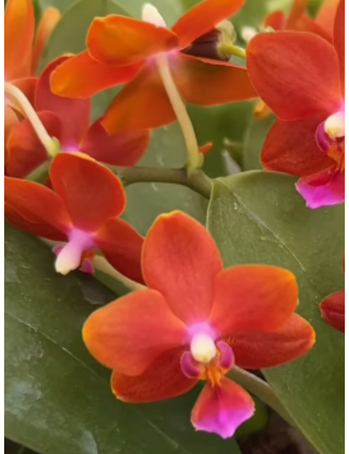 Phal. Happy Fan Sir Tying Shin Golden Eagle