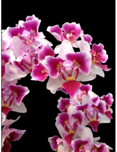 Phal. Lioulin Mini Dolly