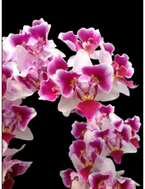 Phal. Lioulin Mini Dolly