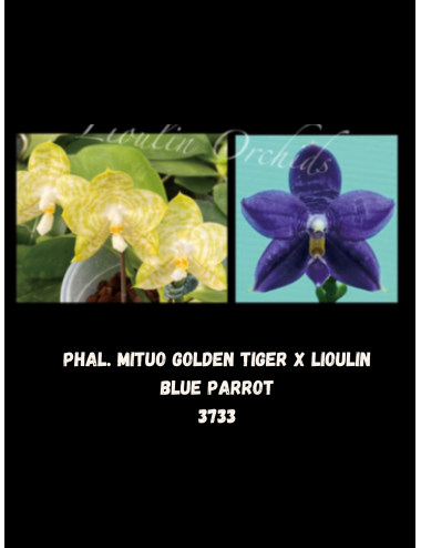 Phal. Mituo Golden Tiger x Lioulin Blue Parrot
