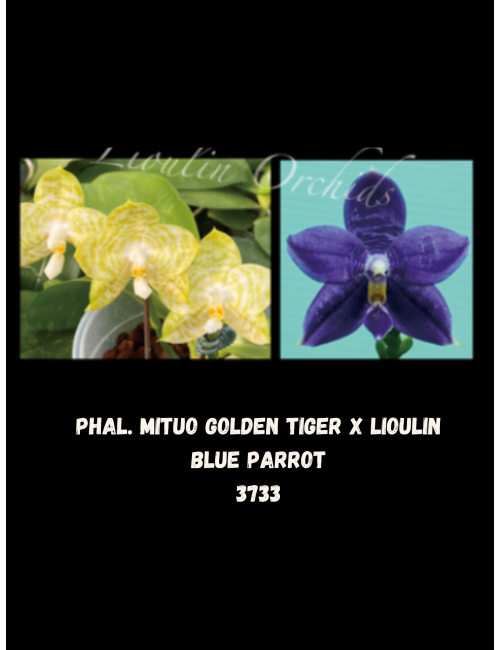 Phal. Mituo Golden Tiger x Lioulin Blue Parrot