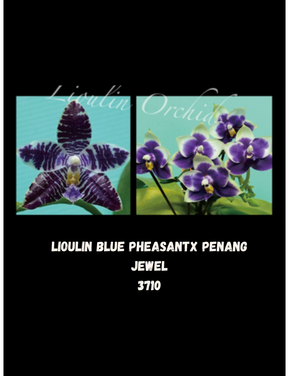 Phal. Lioulin Blue Pheasant x Penang Jewel
