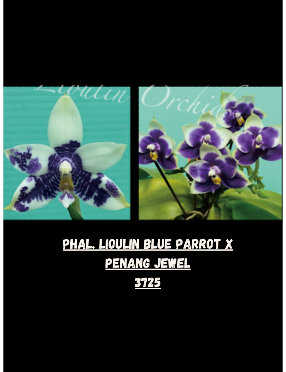 Phal. Lioulin Blue Parrot x Penang Jewel