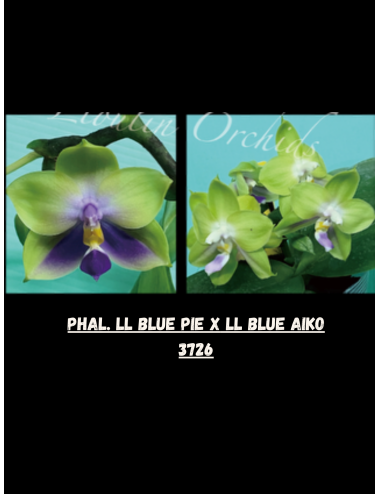 Phal. LL Blue Pie x LL Blue Aiko