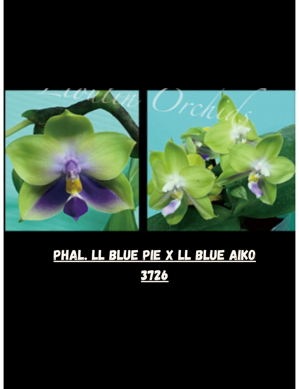 Phal. LL Blue Pie x LL Blue Aiko
