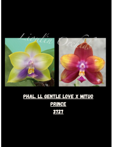 Phal. LL Gentle Love x Mituo Prince