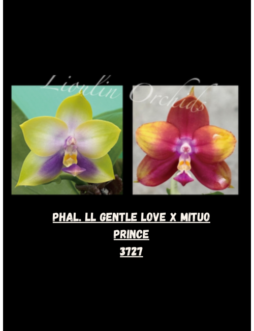 Phal. LL Gentle Love x Mituo Prince