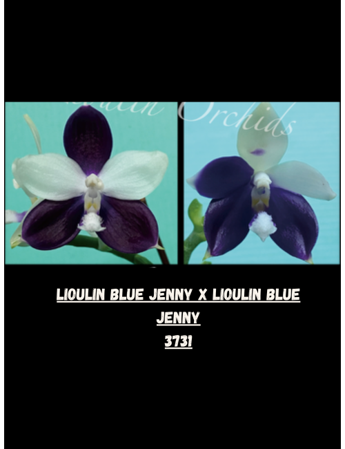 Lioulin Blue Jenny x Lioulin Blue Jenny