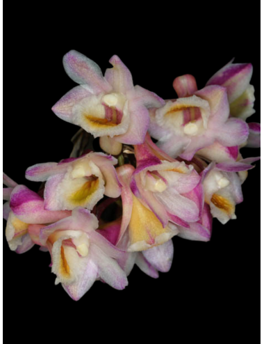 Den. psuedolamellatum x sib (blooming season) – Caribbean Orchids Puerto Rico – Español